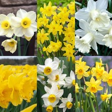 Daffodil spring bulb for sale  GLASGOW