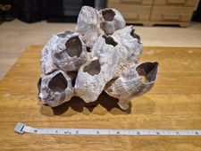 Barnacle cluster aquarium for sale  HERNE BAY