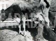Vintage usa mucca usato  Roma