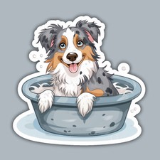 Aussie australian shepherd for sale  Charlotte