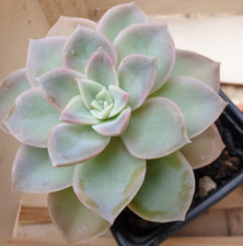 Graptoveria fantôme plante d'occasion  Longeville-sur-Mer