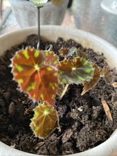 Little darling mini for sale  Elkton