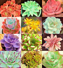 Echeveria variety mix for sale  Marietta