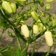Habanero white cristina usato  Italia