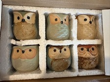 Sun owl succulent for sale  Vail