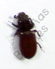 Usado, *** BEETLES, (252811) , Passalidae ssp., Togo *** comprar usado  Enviando para Brazil