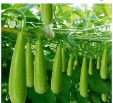 Bangladeshi lau bangla for sale  LONDON