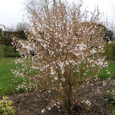 Prunus incisa kojo d'occasion  Pouzauges