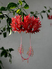 Hibiscus schizopetalus lantern d'occasion  Béziers