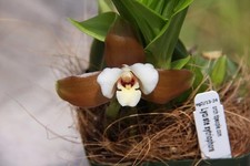 Fragrant orchid species for sale  Mckinleyville