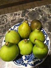 Cuttings fig ficus d'occasion  Thouarcé