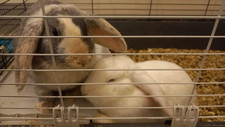 Rabbit guinea pig for sale  GRAYS
