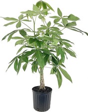 Money tree braid for sale  USA