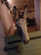 schmidt fitness gebraucht kaufen schmidt fitness gebraucht kaufen  Karlsruhe