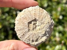 West texas fossil for sale  Coppell