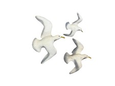 Seagulls birds flight for sale  Southbridge