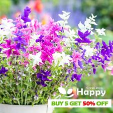 Clary sage tricolor for sale  DONCASTER