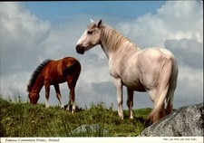 Ireland connemara ponies for sale  Sandusky