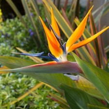 14in organic usa for sale  Sunnyvale