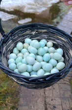 Celadon quail eggs. for sale  CORBY