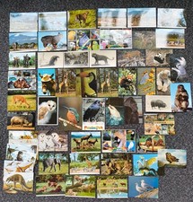 salmon postcards for sale  BROMSGROVE
