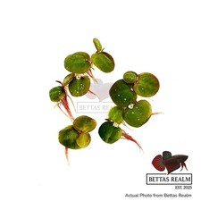 Red root floater for sale  Hollywood