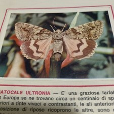 Figurina 322 animali usato  Firenze