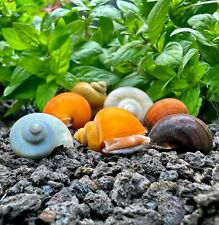 Large mystery snails for sale  Newark