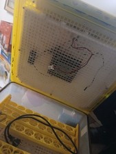 incubatrice usato  Fara in Sabina