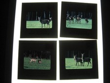 Tieraufnahmen hirsche rehe gebraucht kaufen  Uetze