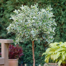 Euonymus emerald gaiety for sale  PETERBOROUGH