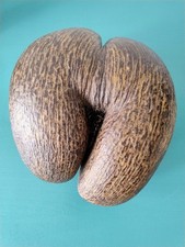 Grand coco fesse d'occasion  Perpignan-