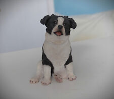 Border collie pup for sale  CLACTON-ON-SEA