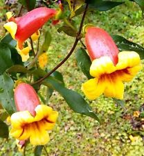 Live plants tangerine for sale  Deville