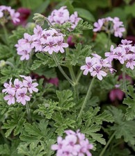 Pelargonium lemon scented for sale  BRAINTREE