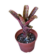 Neoregelia peppa please usato  Brindisi