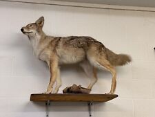 Full body coyote for sale  Cedar Bluff