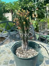 Euphorbia horrida noorsveldens for sale  West Covina