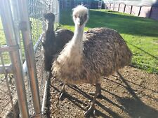 Fertile emu eggs for sale  Jamestown