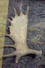 Huge moose antler for sale  Dubois