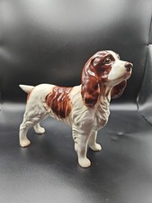Brown white springer for sale  BECCLES