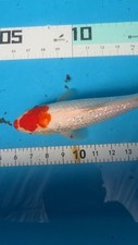 10in tancho ginrin d'occasion  Expédié en Belgium