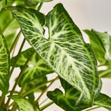 White butterfly syngonium for sale  Palm Bay
