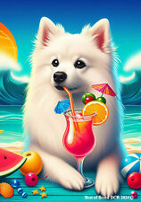 American eskimo best for sale  USA