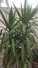 Large double yucca for sale  NORMANTON