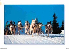 Animaux chiens husky d'occasion  Fruges