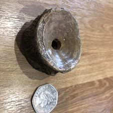 Ichthyosaur vertebra fossil for sale  COWBRIDGE