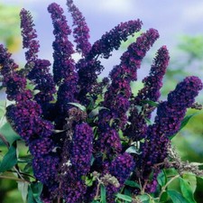 Butterfly bush black for sale  Milford