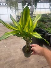 Dracaena sol pot for sale  Rockport