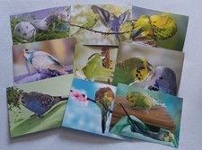 Wellensittich postkarten gebraucht kaufen  Fürth